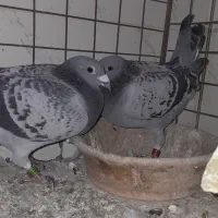 کبوتر عراق|پرنده|باوی, |دیوار