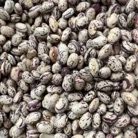 پخش عمده لوبیا چیتی تخم مرغی بوجاری شده