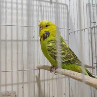 مرغ عشق انگلیسی