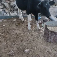 گوساله نر ۹ماهه|حیوانات مزرعه|بازفت, |دیوار