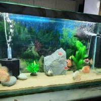 فروش آکواریوم با ماهی و تمام تجهیزات