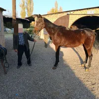 تروبرد اخته کلاسی کاربلد