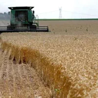 فروش زمین کشاورزی /گندم دیم|فروش دفتر صنعتی، کشاورزی، تجاری|گل تپه, |دیوار