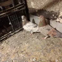 با سلام به عشق بازان یک جفت کفتر پرشی