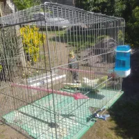 فروش دو جفت  عروس هلندی