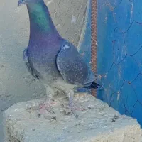 یک عدد ماده مسافتی چاپی