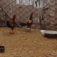 دوعدد خروسی لاری