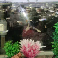 آکواریوم شیشه خم همراه با ماهی گوپی