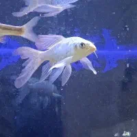 گلد فیش دم پره