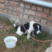 ماده سگ ویه توله نر