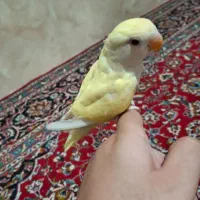 طوطی کوتوله برزیلی (لاوبرد) کاملا رام ودستی|پرنده|ازنا, |دیوار