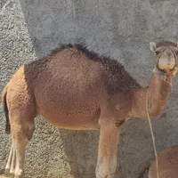 هاشی نر بافق