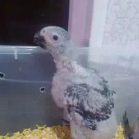 جوجه کاسکو