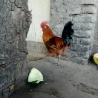خروس   مرغ