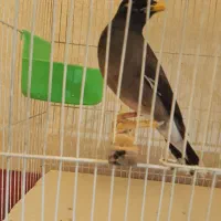 مینا سخنگو|پرنده|گلبهار, شهر جدید گلبهار|دیوار