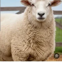 میش داشتی سنم