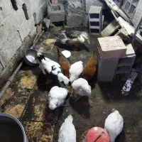 فروش مرغ واردک