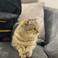 واگذاری گربه اسکاتیش فولد ماده آماده جفت|گربه|مشهد, هنرور|دیوار