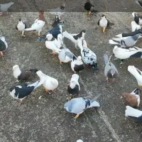 کفتر بوم زده خوردی ۵۰تای الوند|پرنده|الوند, |دیوار
