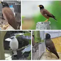 جوجه مرغ مینا