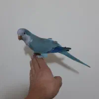 طوطی راهب|پرنده|ارومیه, |دیوار