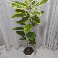 طلایی|گل و گیاه طبیعی|بندر گناوه, |دیوار
