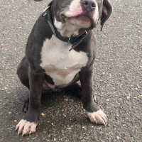 سگ آمریکن بولی|سگ|رودسر, |دیوار