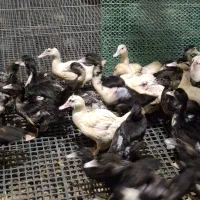 اردک مسکوئی اسرائیلی