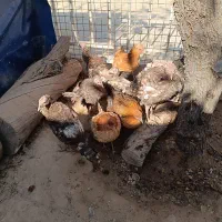 فروش ۴۵ عدد بوقلمون نژاد ایتالیایی ۴ ماهه دم تخم|حیوانات مزرعه|خرقان, |دیوار