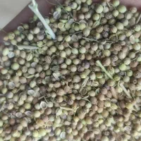 گشنیز خرمن کوب