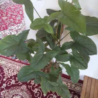 گل ها خیلی شاداب وسرحال