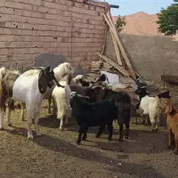 بزغاله و چبش چاق
