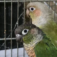 طوطی گرینچیک مولد و قفس ۴خان