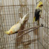 عروس هلندی