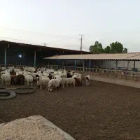 فروش زمین و دامداری بصورت چکی|فروش دفتر صنعتی، کشاورزی، تجاری|اهواز, اسماعیلیه|دیوار