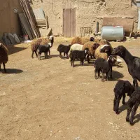 تعداد 8تا میش بره