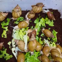 حلزون|خزنده|زنجان, |دیوار