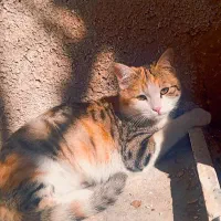 فروش 2 گربه خانگی|گربه|مرودشت, ژیان|دیوار