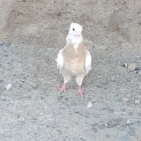 کبوتر،طوقی،معاوضه باسوسکی دمسفید|پرنده|هرسین, |دیوار