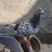 یک جفت کفتر سار سرور هفت رنگ