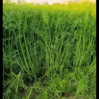 سبزی خورشتی آشی 6هزار