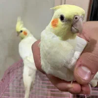 عروس هلندی ۲ماه ۱۵روزه|پرنده|مهران (ایلام), |دیوار