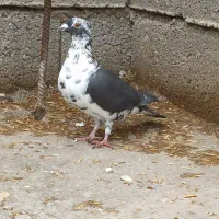 بزک. سینه سفید. گوره. کشکی. پلاکی|پرنده|فراشبند, |دیوار