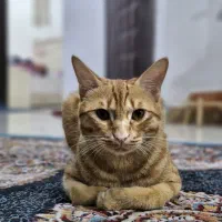 گربه نر