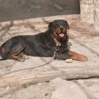 سگ روتوایلر