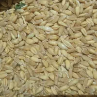 گندم باغین