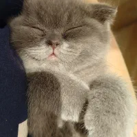 واگذاری گربه اسکاتیش بلو