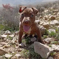 توله امریکن پیتبول ترید