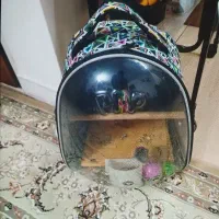 طوطی|پرنده|تهران, دهقان|دیوار