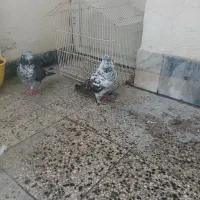 کبوتر پرشی|پرنده|نوشهر, |دیوار